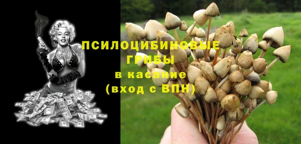 ПСИЛОЦИБИНОВЫЕ ГРИБЫ Вязники